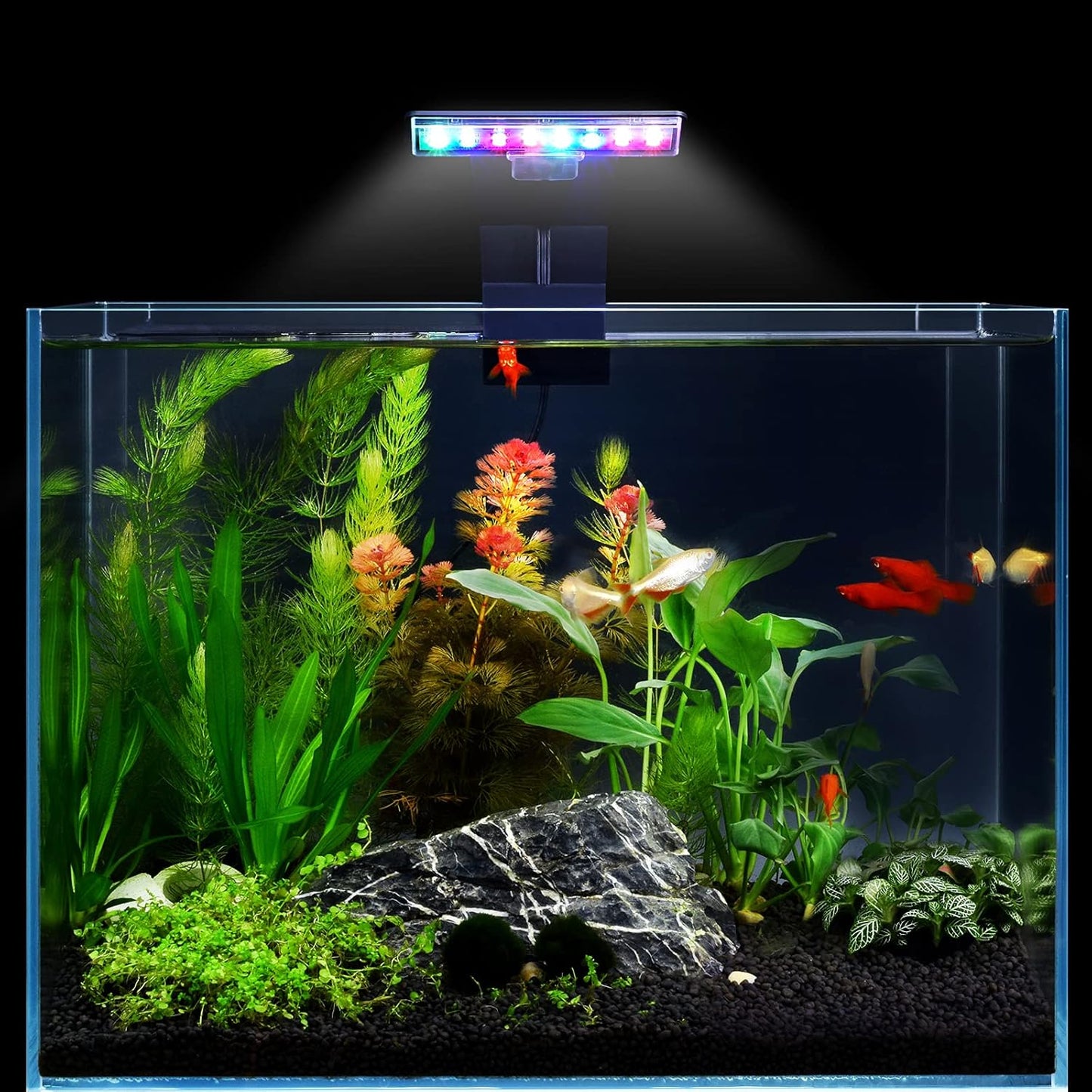 LED Aquarium